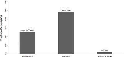 Tool use, or not tool use, that is the question: is the necessity hypothesis really inconsequential for the African great apes?